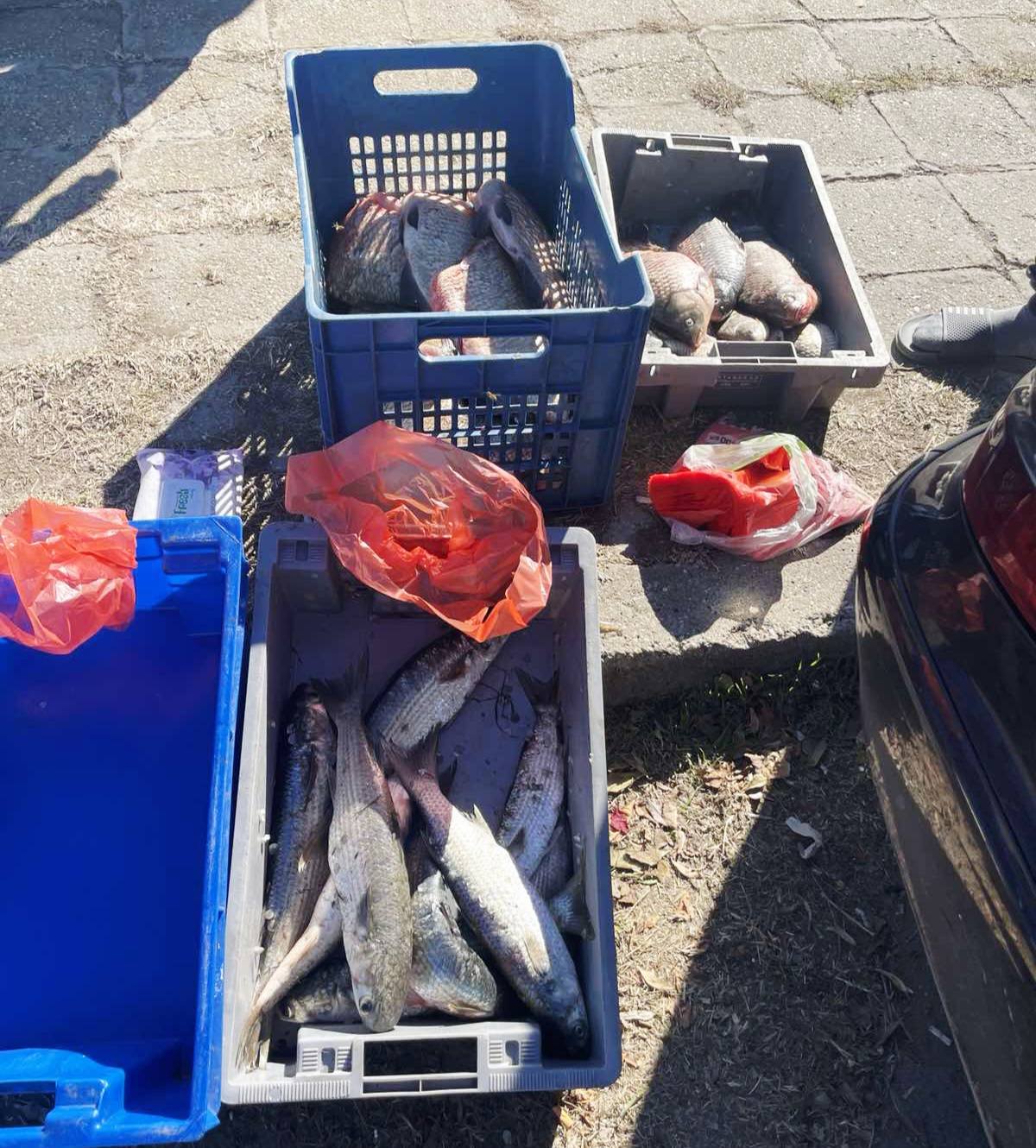 Иззетата риба